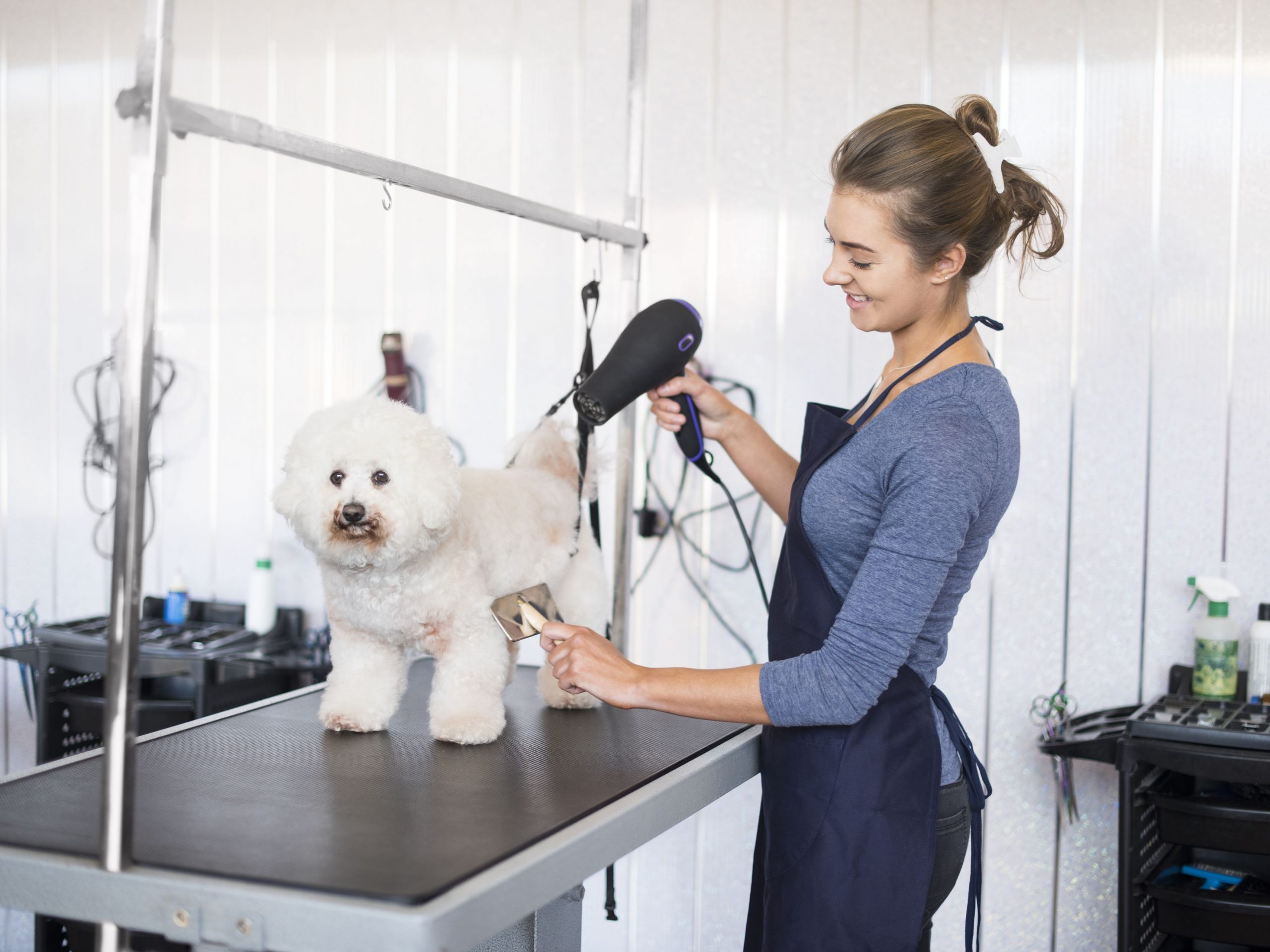 Pet Grooming Courses In India: Eligibility | Institutes | Job Prospects